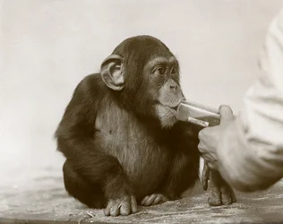 1923年4月、ロンドン動物園で若いチンパンジー「ジョニー」がタラ肝油を飲んでいる